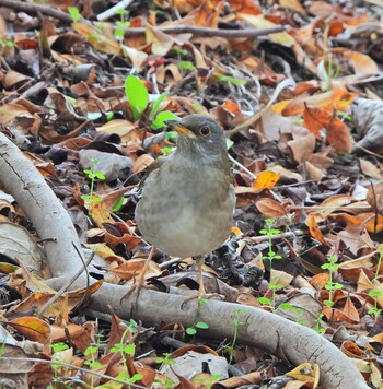 Pale Thrush 下永谷市民の森 Sat, 1/29/2022