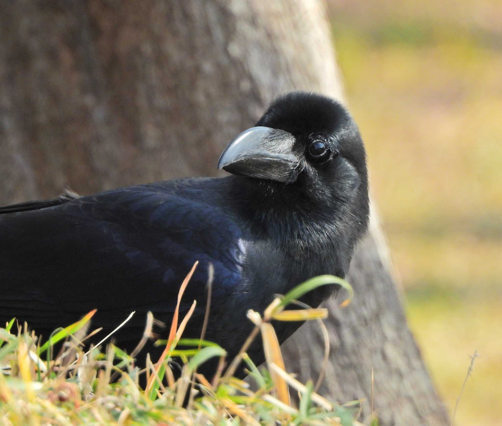 Large-billed Crow