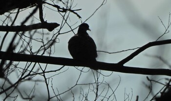 Oriental Turtle Dove 下永谷市民の森 Sat, 1/29/2022