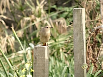 ジョウビタキ 福井県丹生郡越前町梨子ヶ平 2016年4月2日(土)