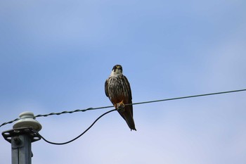 Eurasian Hobby Unknown Spots Sat, 8/26/2017