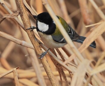 2022年1月29日(土) 永谷川遊水地の野鳥観察記録