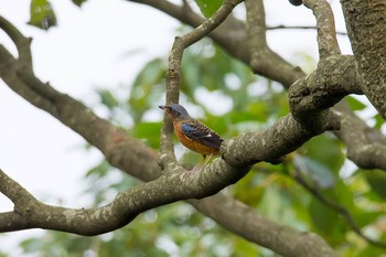 White-throated Rock Thrush