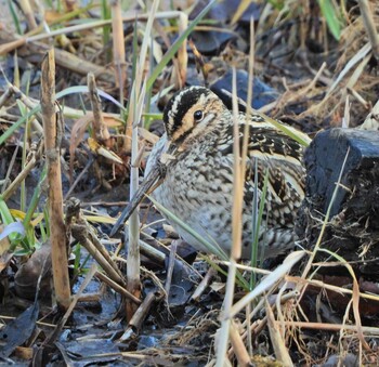 2022年1月29日(土) 舞岡公園の野鳥観察記録