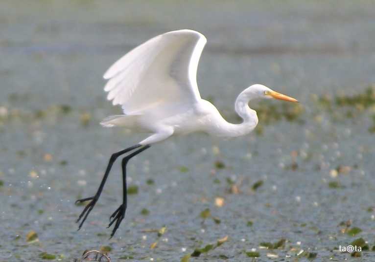 Photo of Great Egret at Izunuma by ta@ta