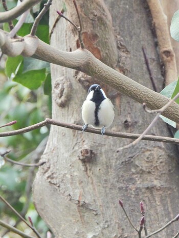 Sun, 1/30/2022 Birding report at 舞岡川遊水地