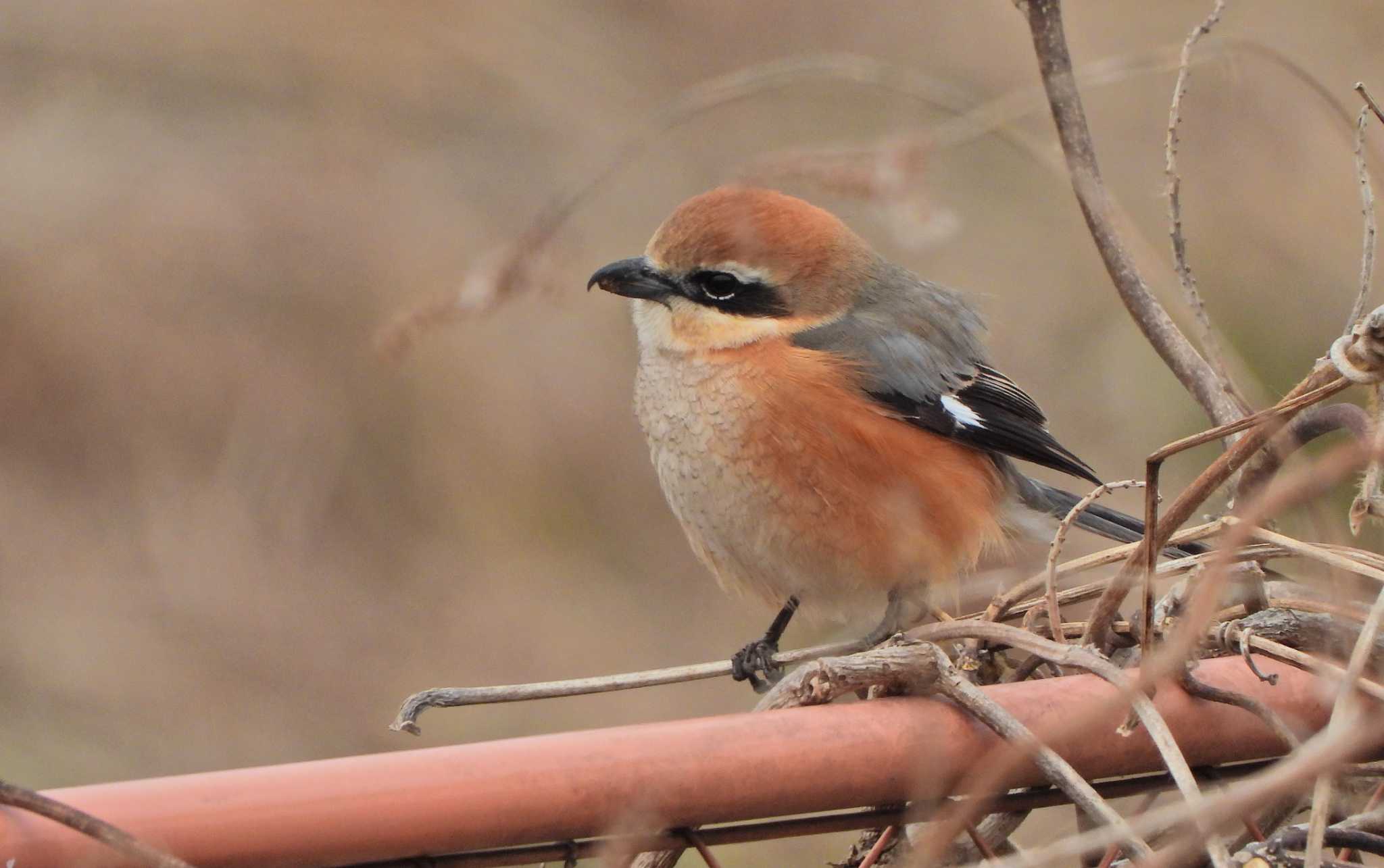 Bull-headed Shrike