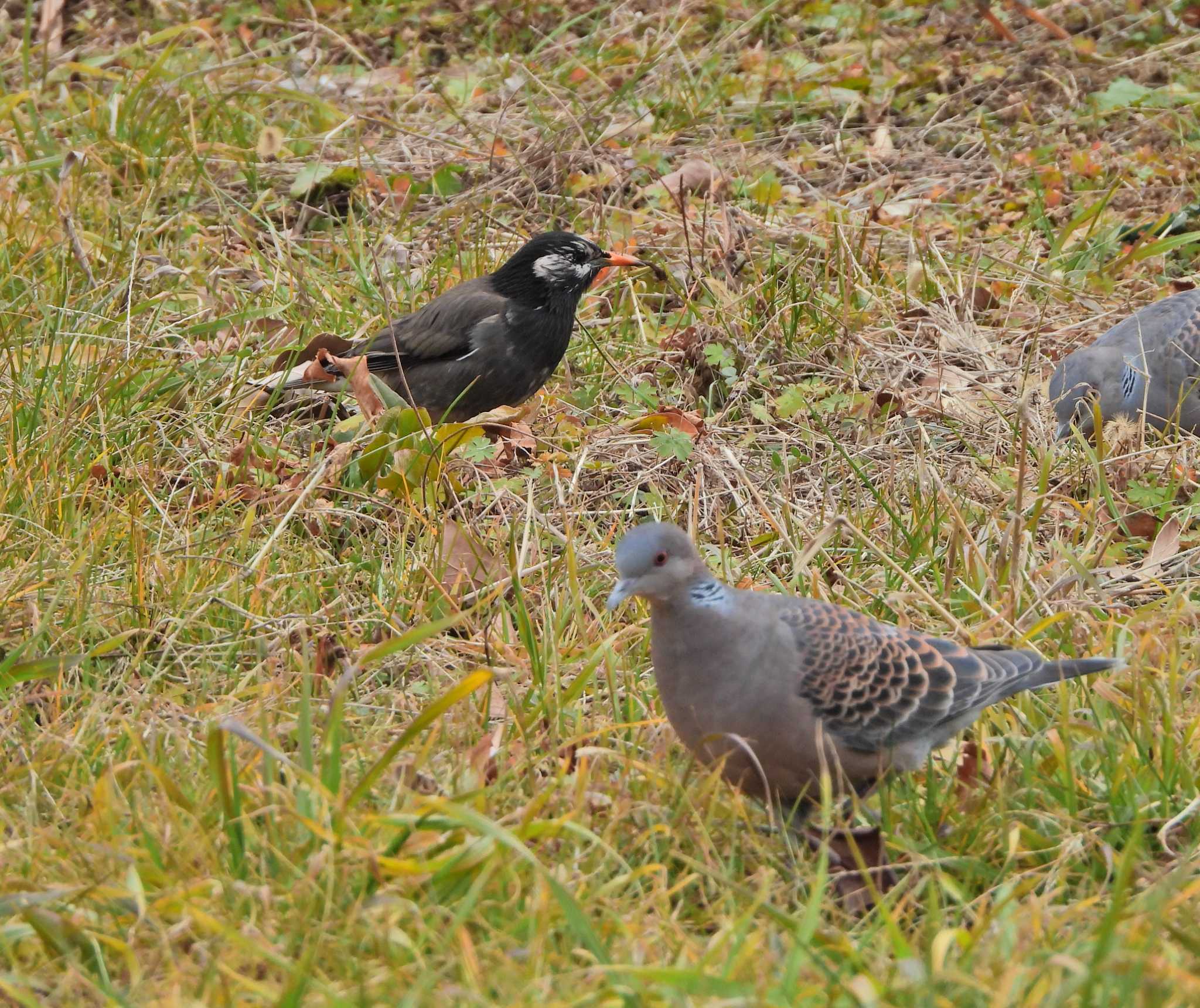 White-cheeked Starling