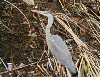 2022年1月30日(日) 舞岡熊野堂の野鳥観察記録