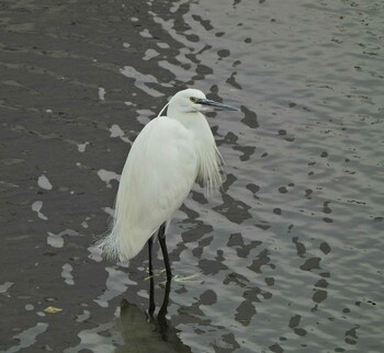 Sun, 1/30/2022 Birding report at 柏尾川