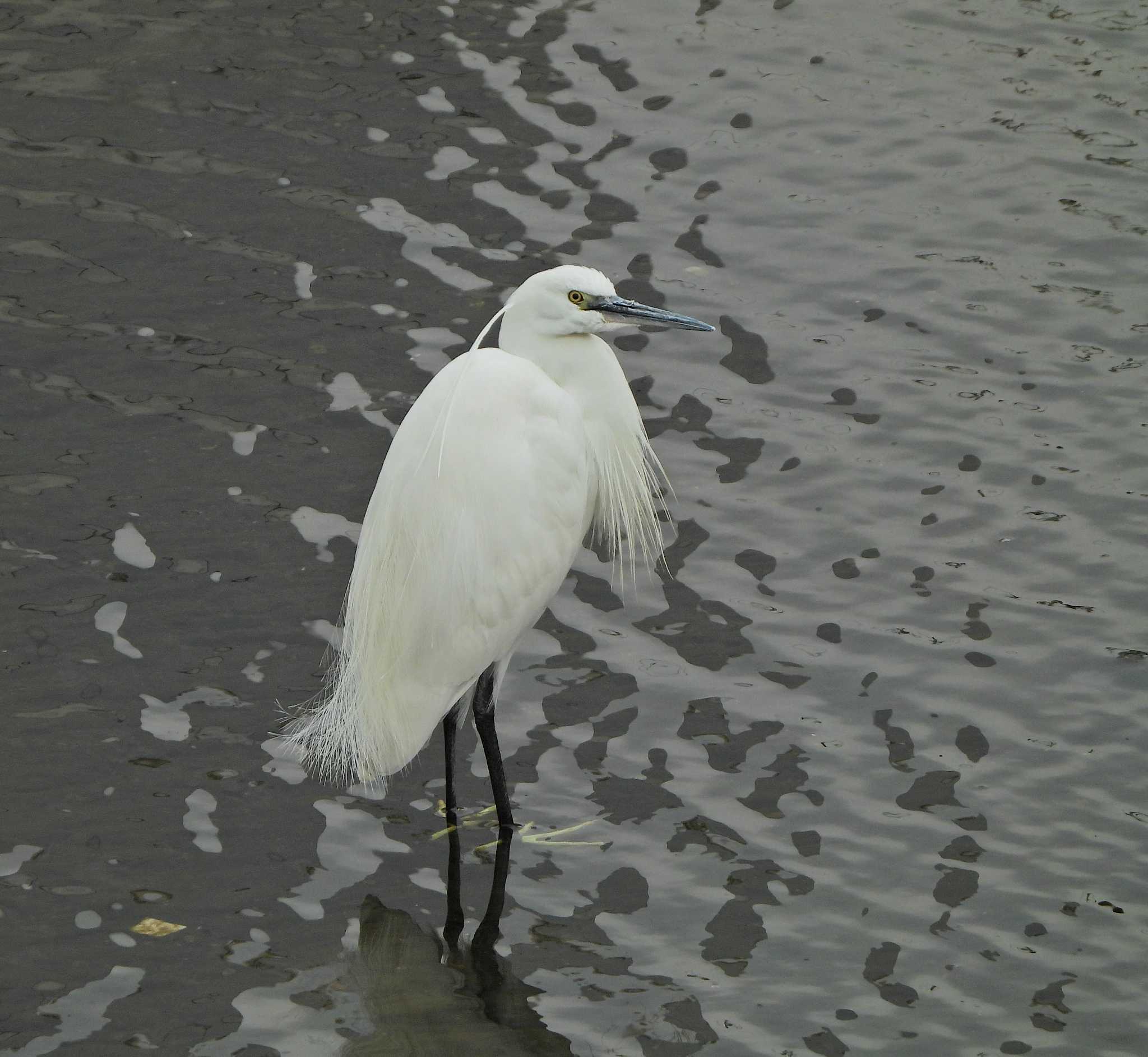 Little Egret