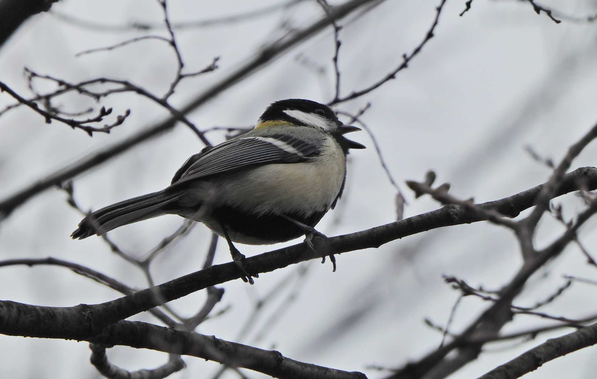 Photo of Japanese Tit at いたち川 by あるぱか