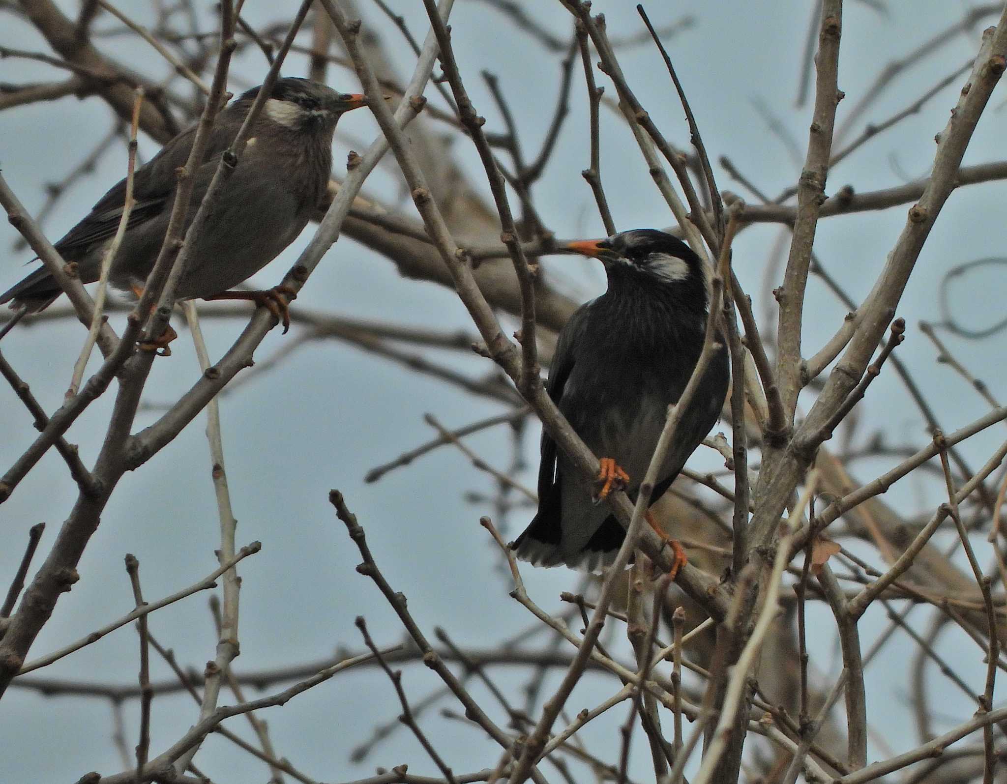 White-cheeked Starling