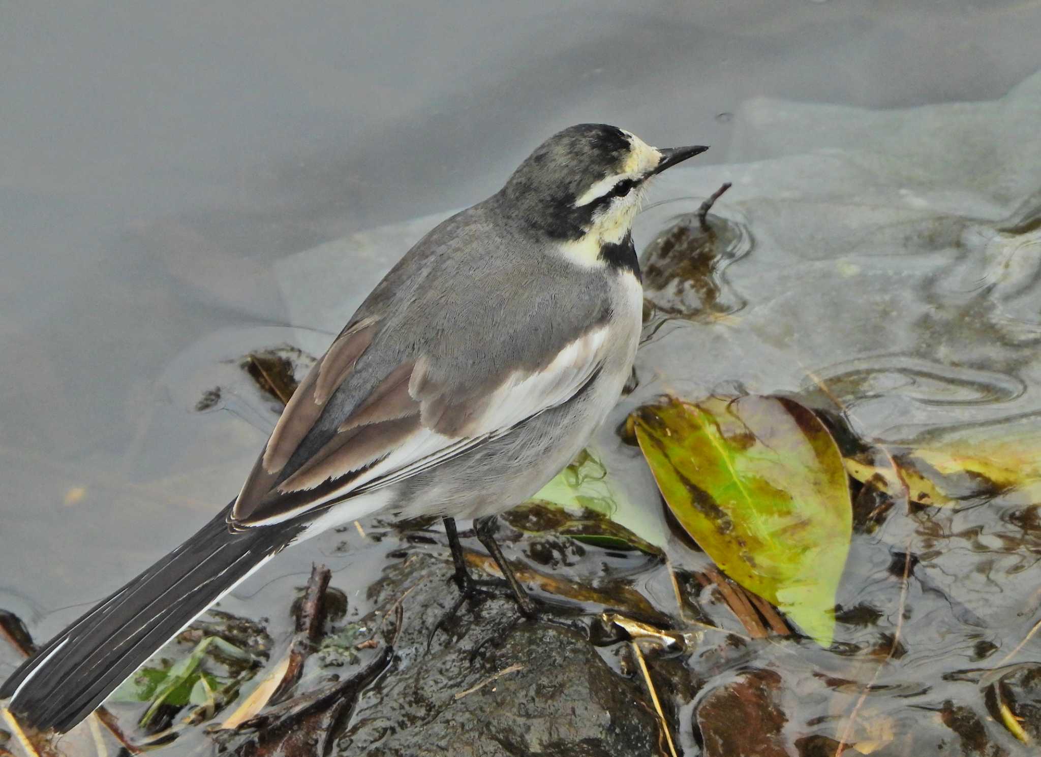 White Wagtail