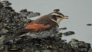 Sun, 1/30/2022 Birding report at いたち川