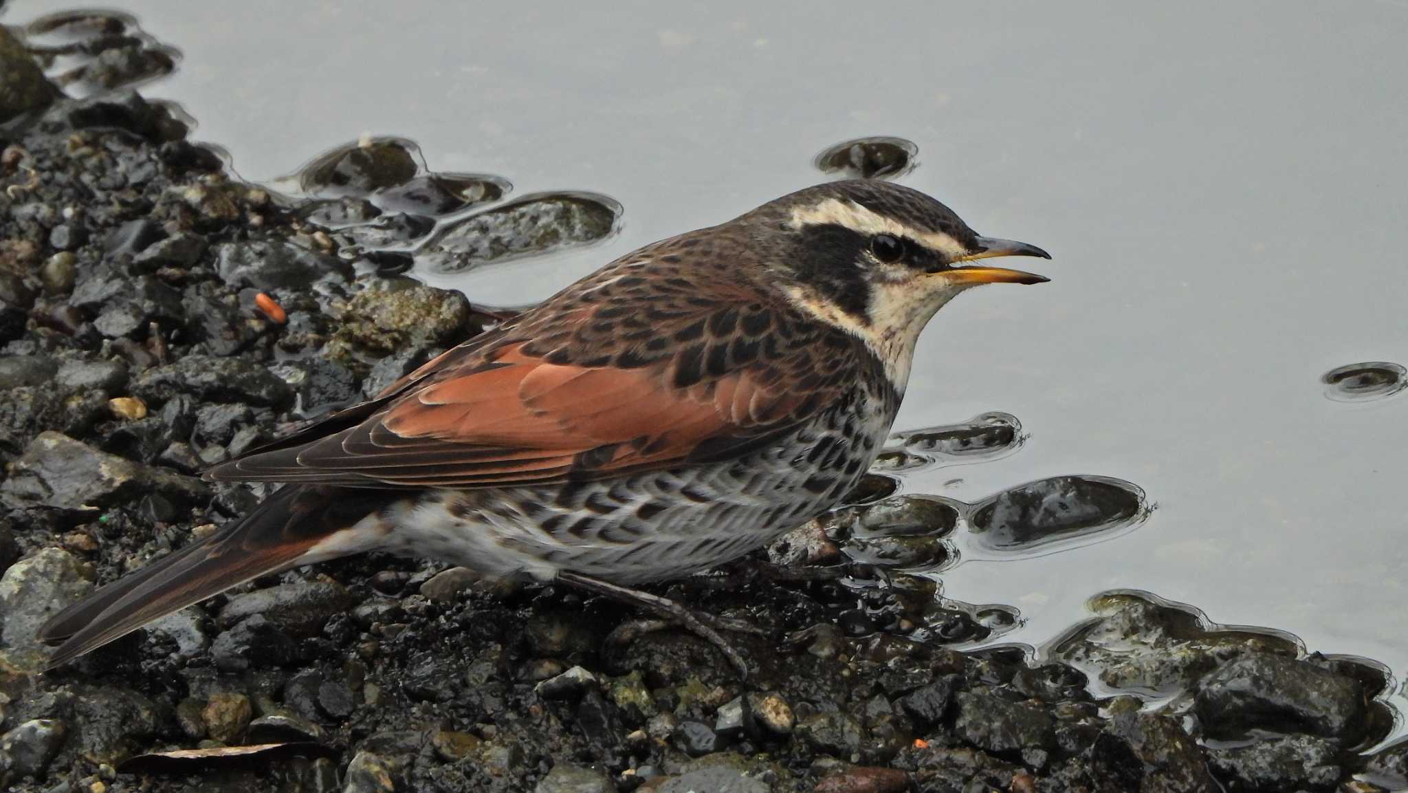 Dusky Thrush