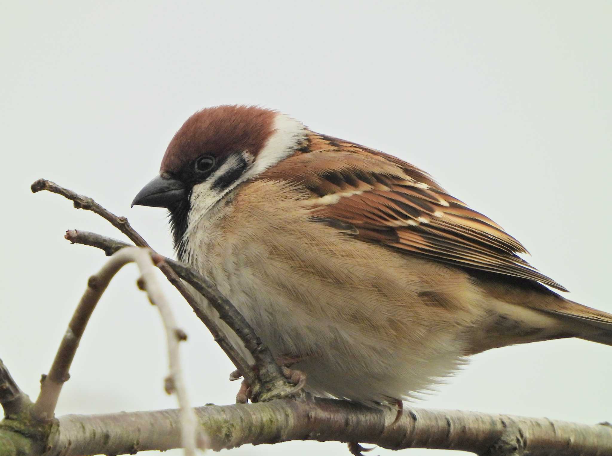 Eurasian Tree Sparrow