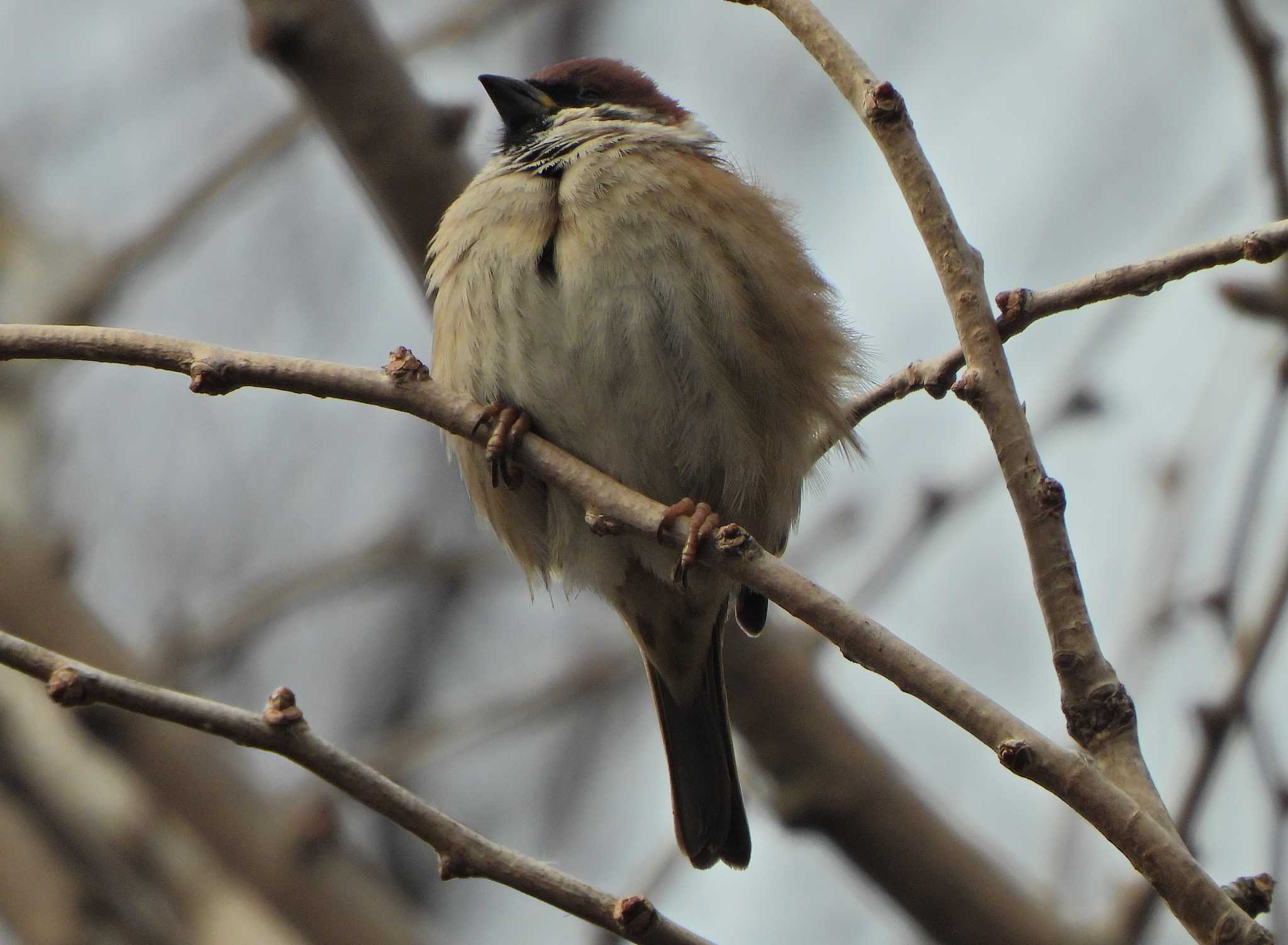 Photo of Eurasian Tree Sparrow at いたち川 by あるぱか