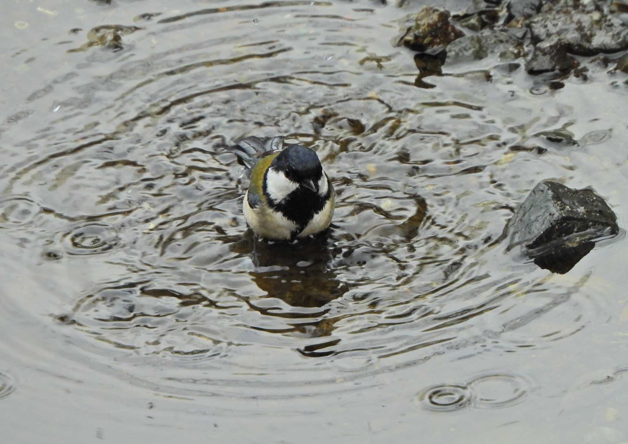 Japanese Tit