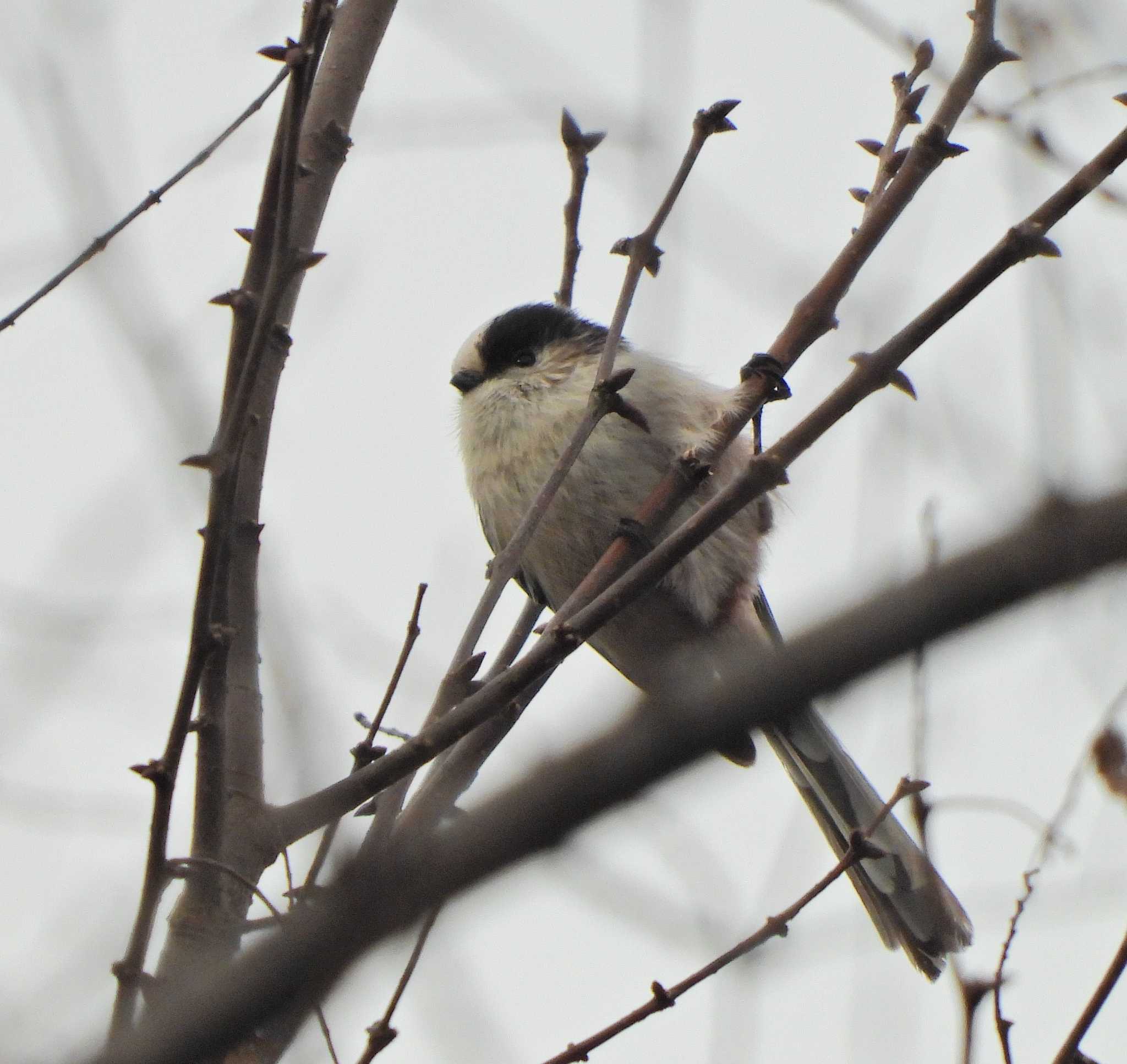 Photo of Long-tailed Tit at いたち川 by あるぱか