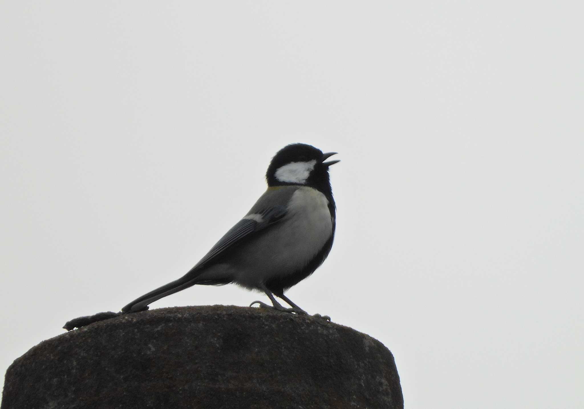 Japanese Tit