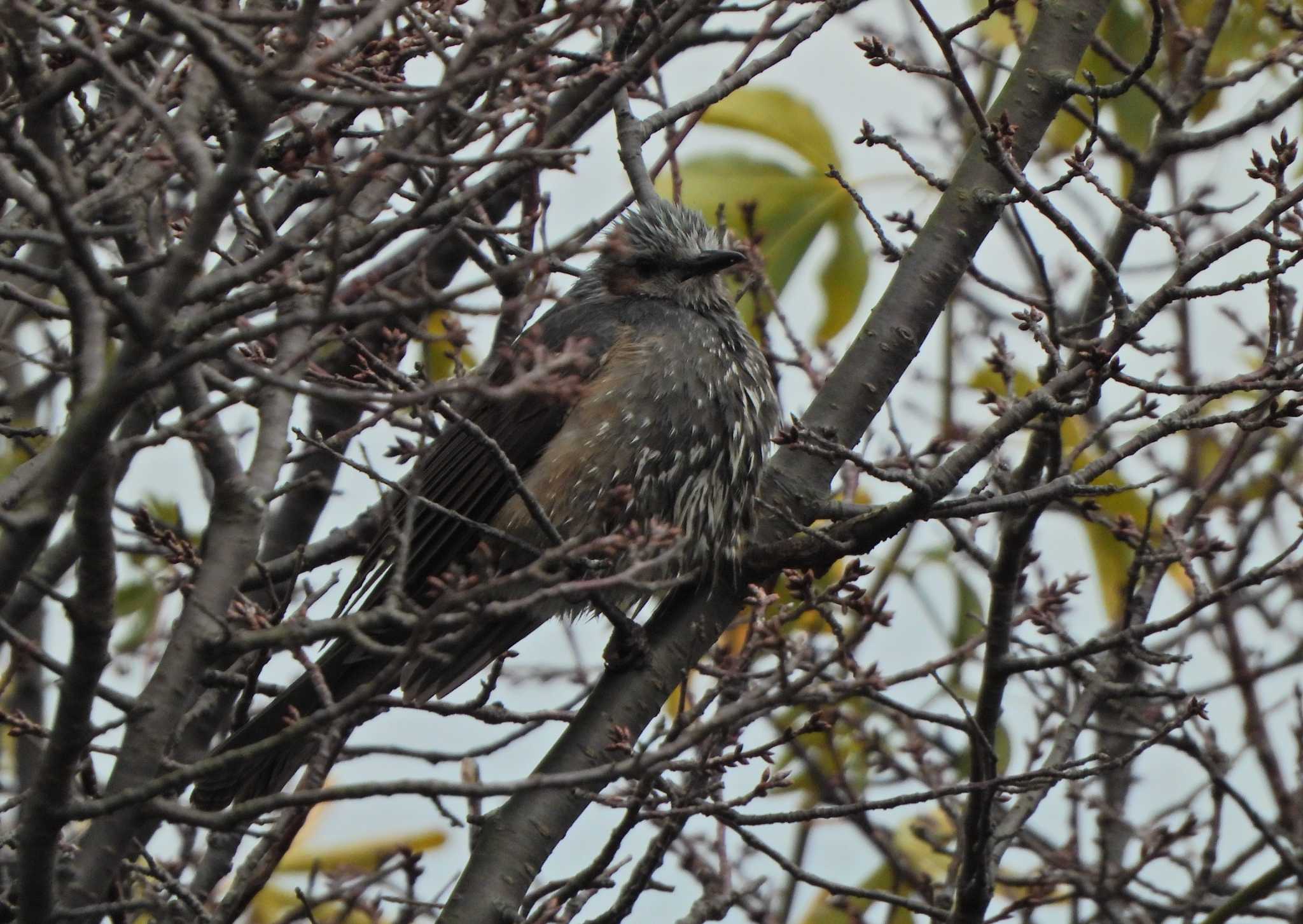 Brown-eared Bulbul