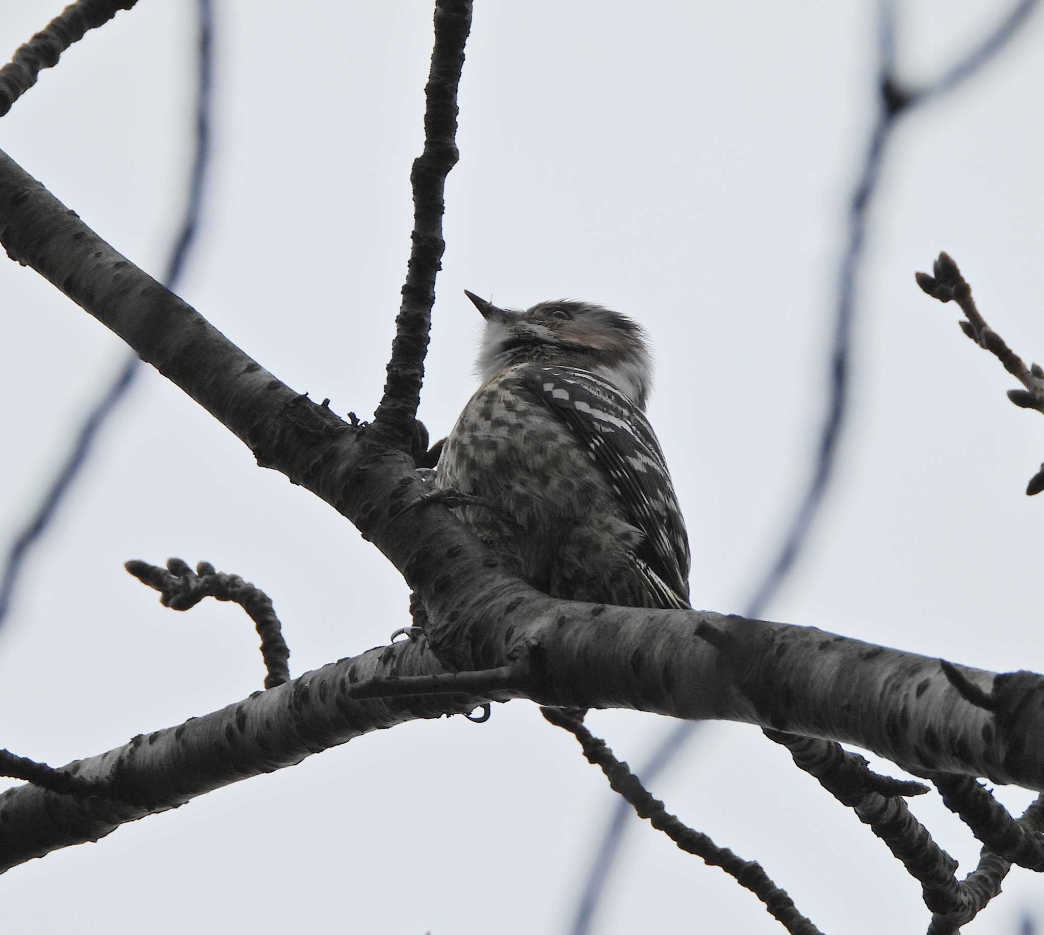 Japanese Pygmy Woodpecker