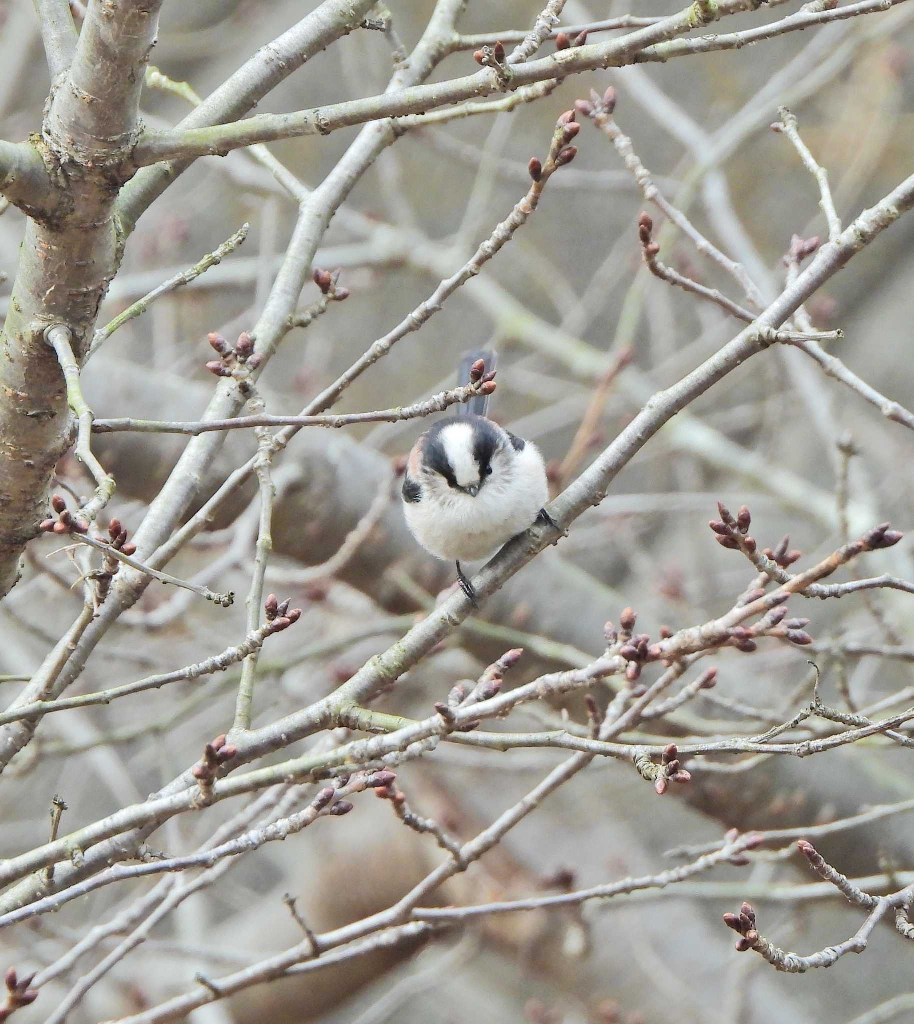 Photo of Long-tailed Tit at いたち川 by あるぱか