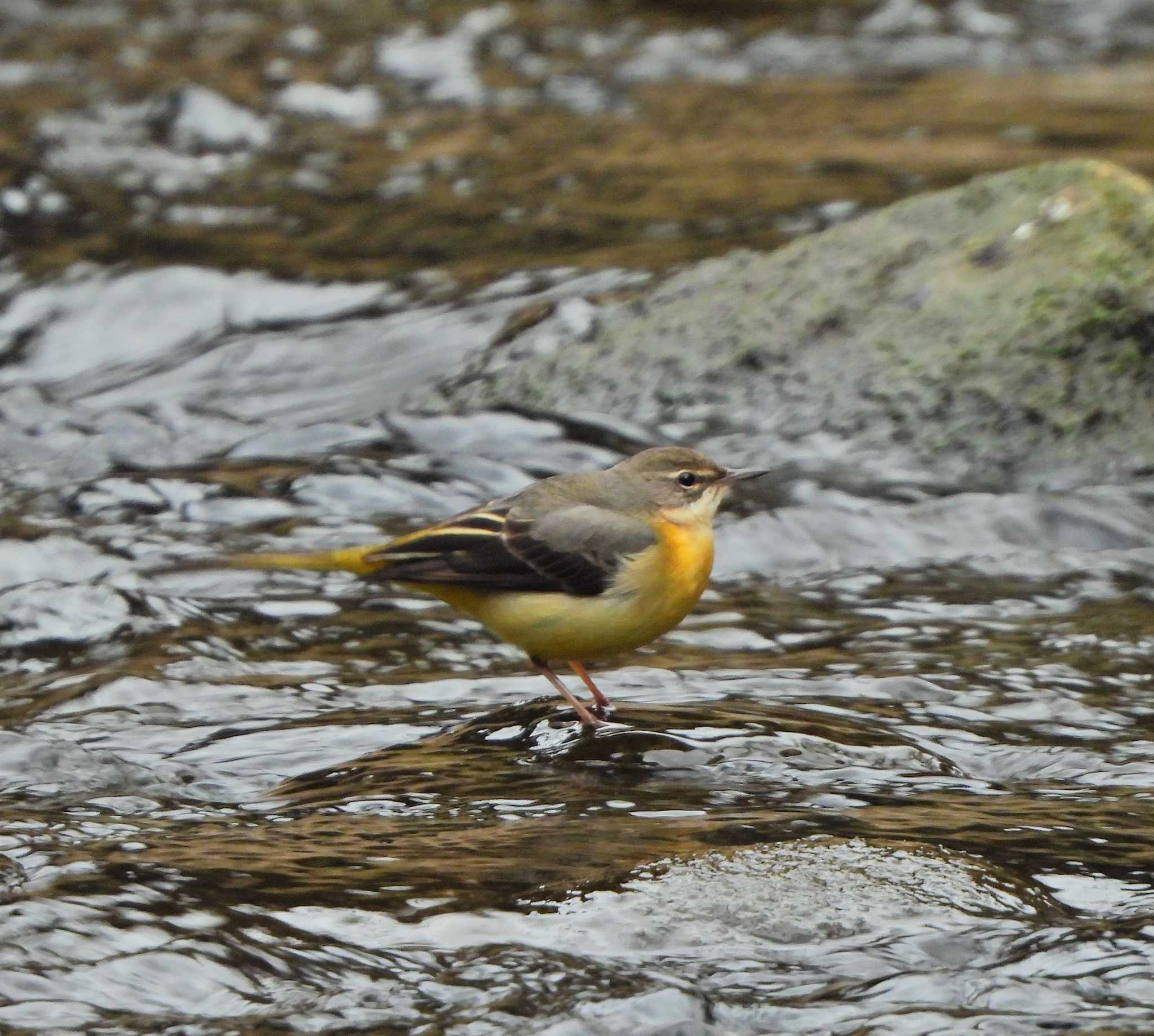 Grey Wagtail