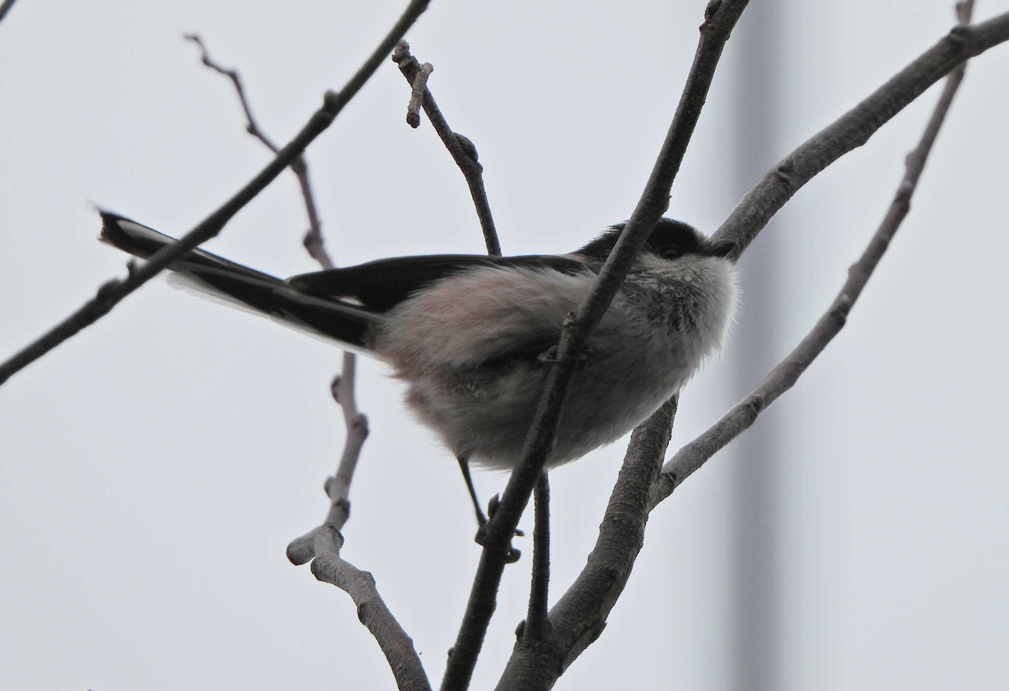 Long-tailed Tit