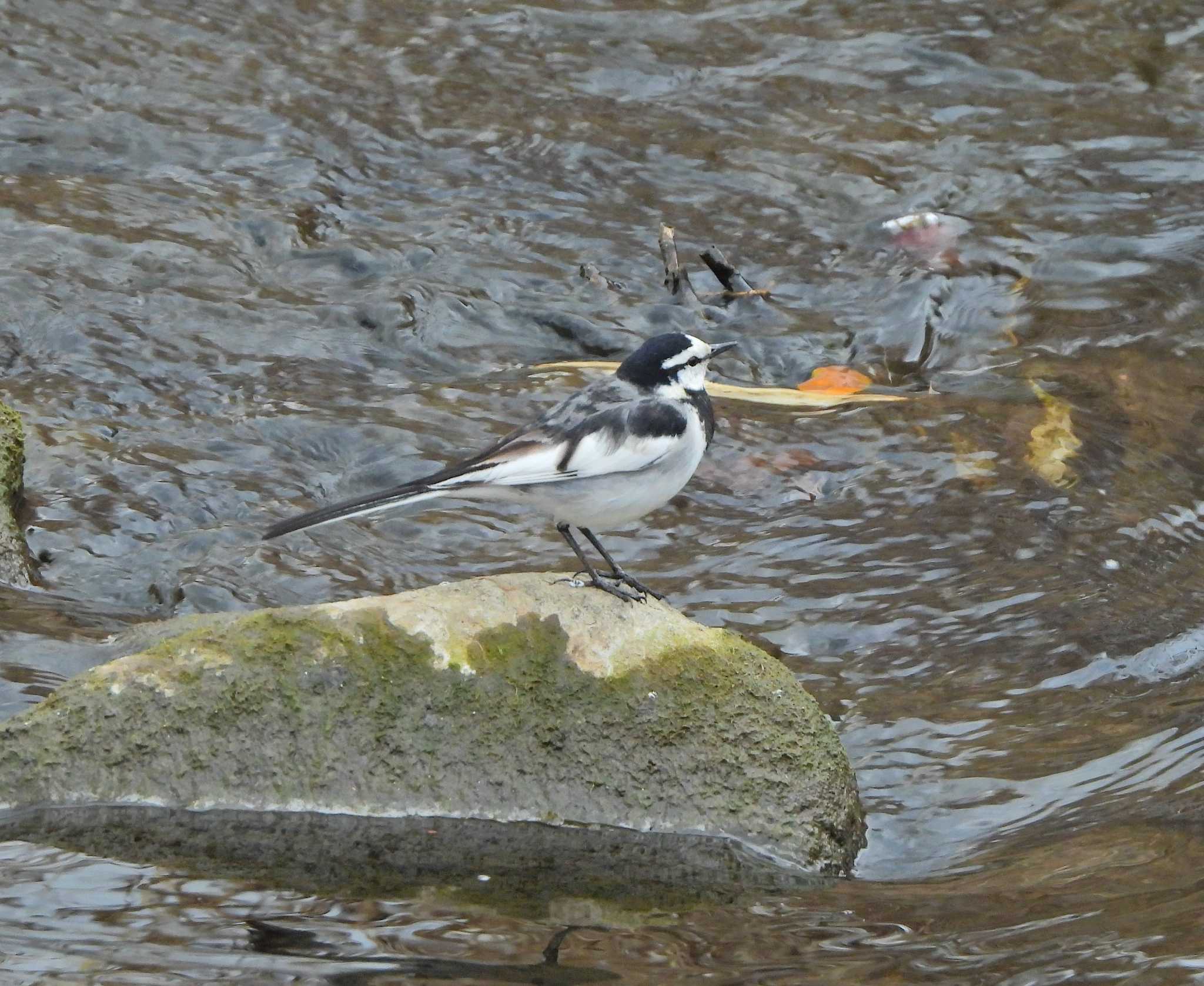 White Wagtail