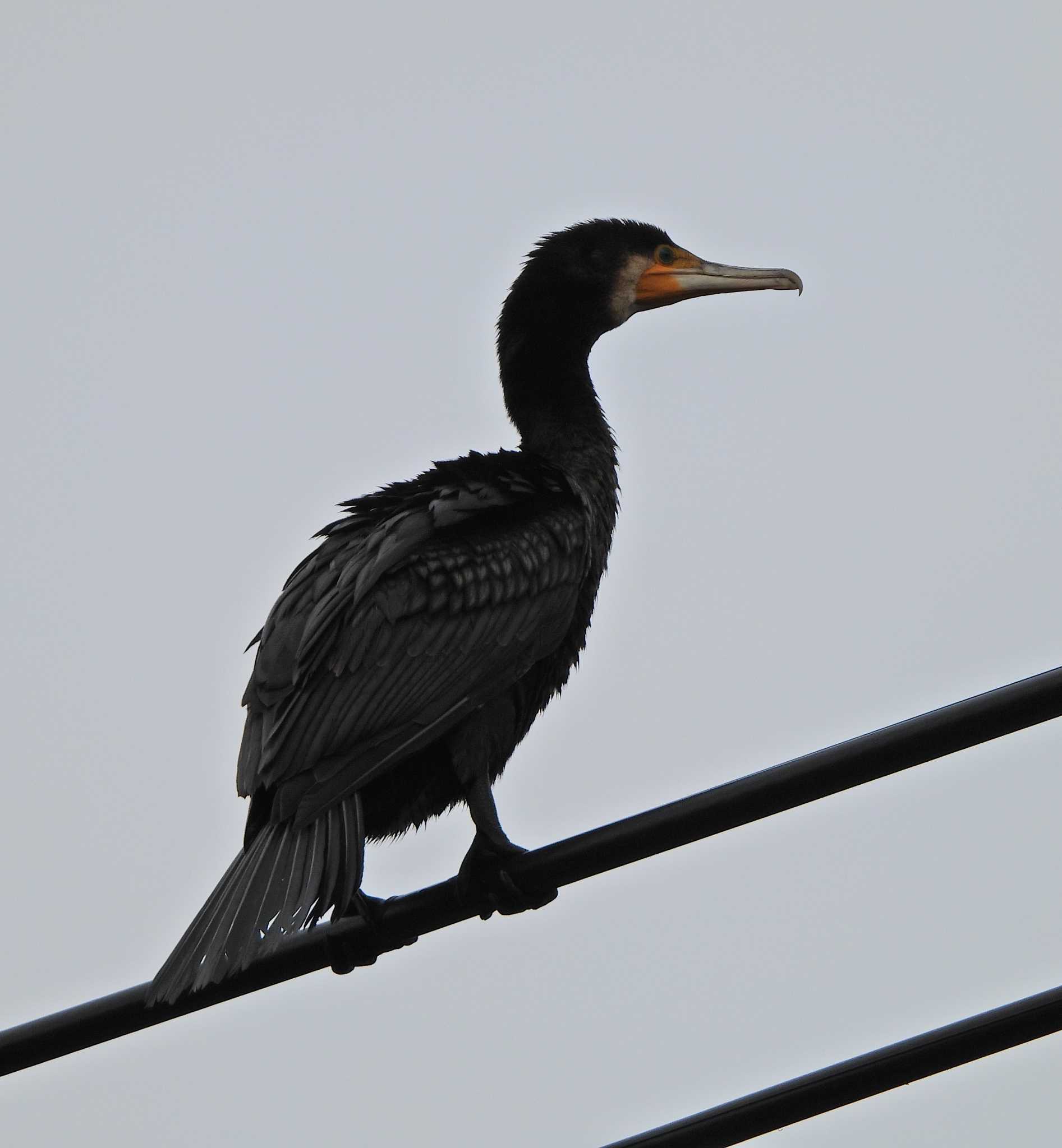 Great Cormorant