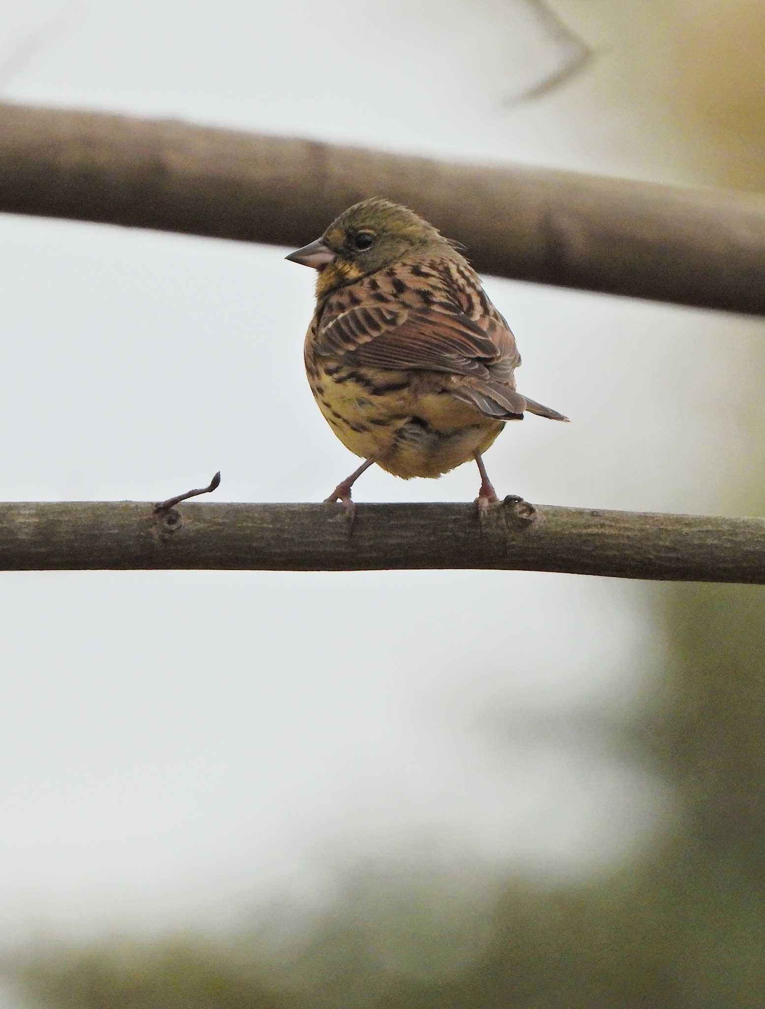 Masked Bunting