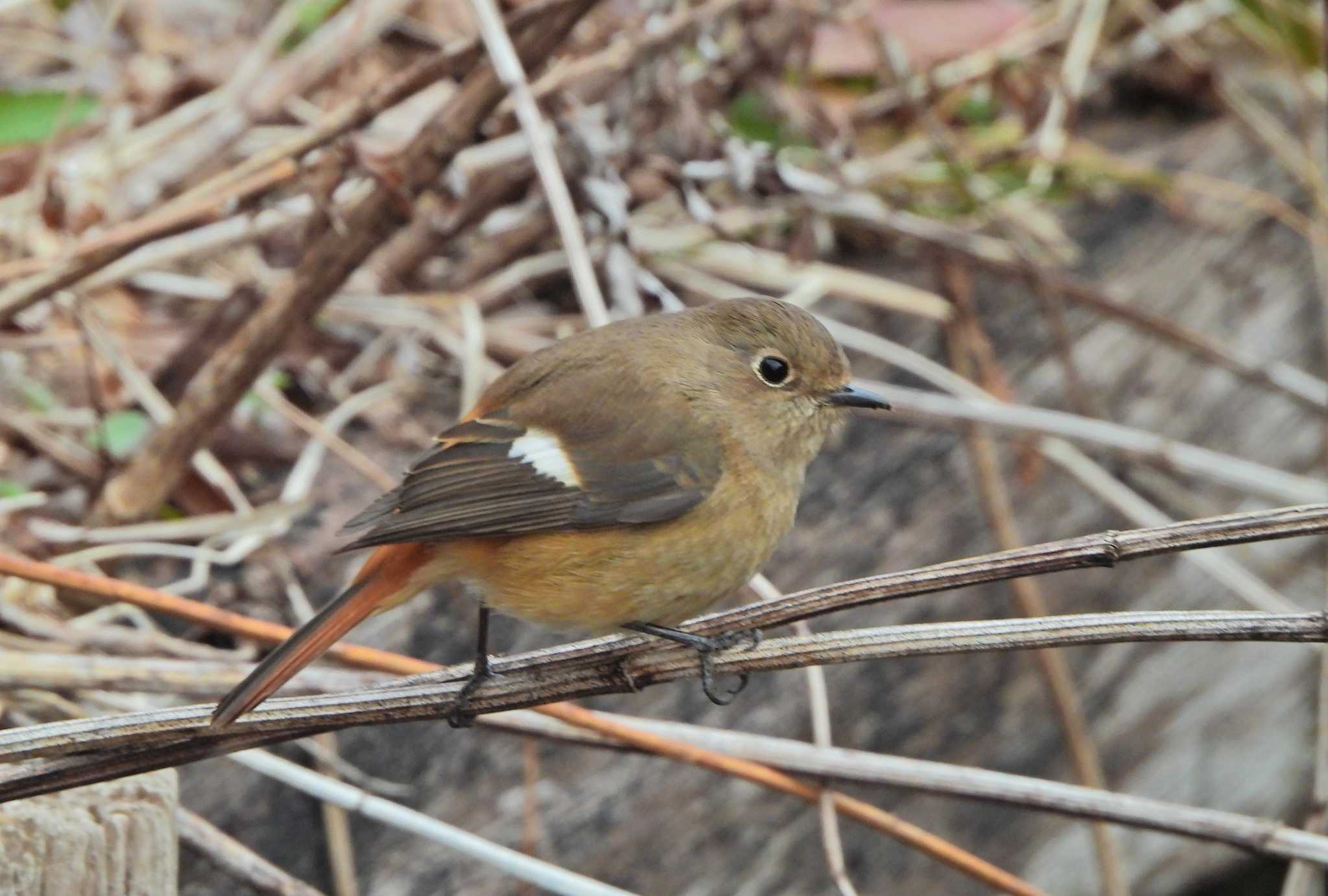 Photo of Daurian Redstart at いたち川 by あるぱか