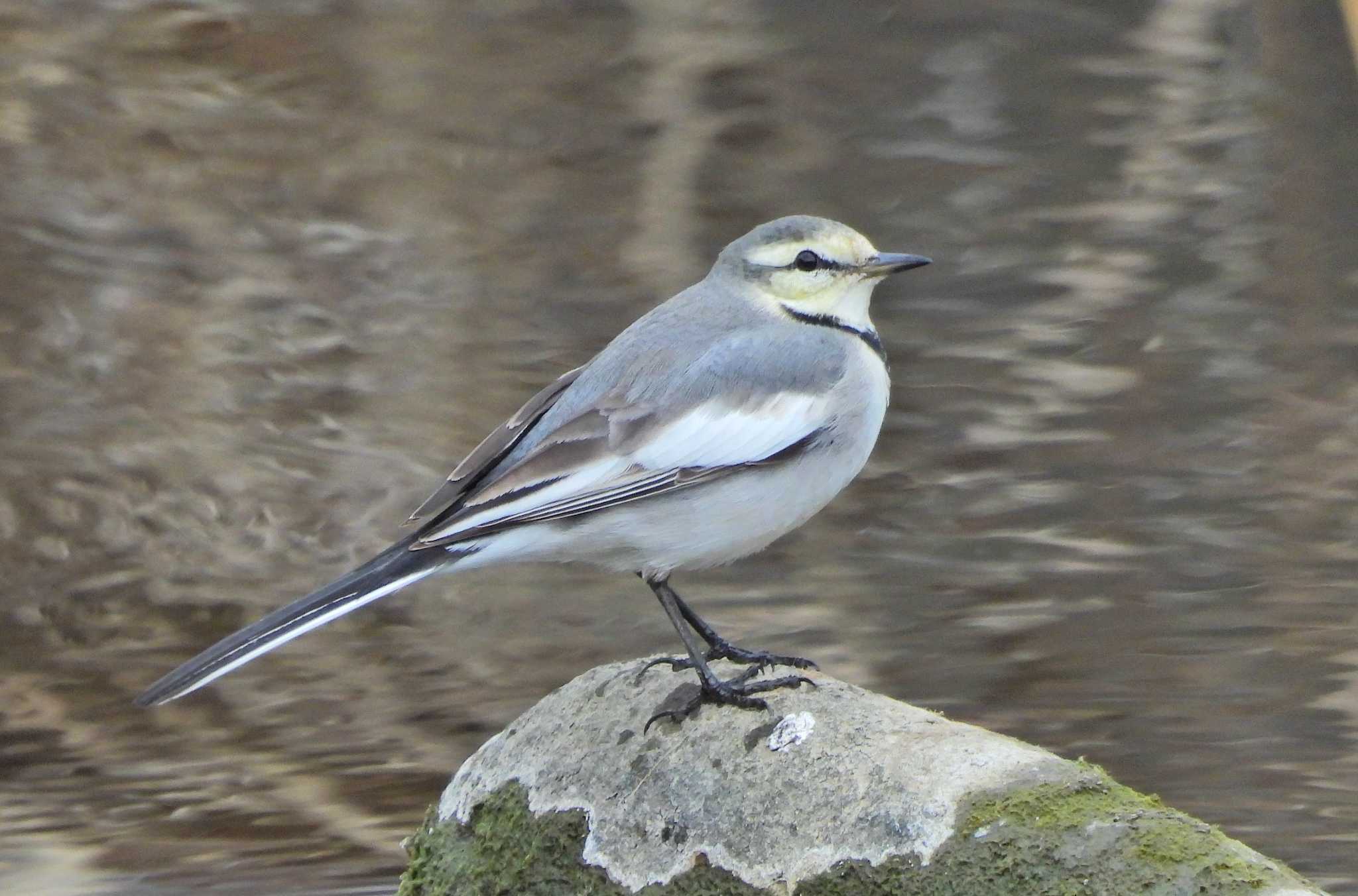 White Wagtail