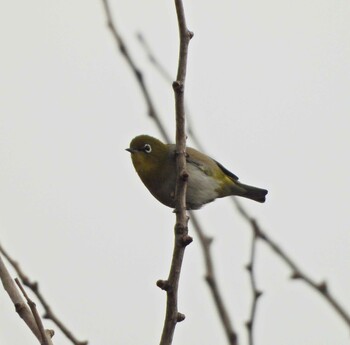 Sun, 1/30/2022 Birding report at 上郷市民の森