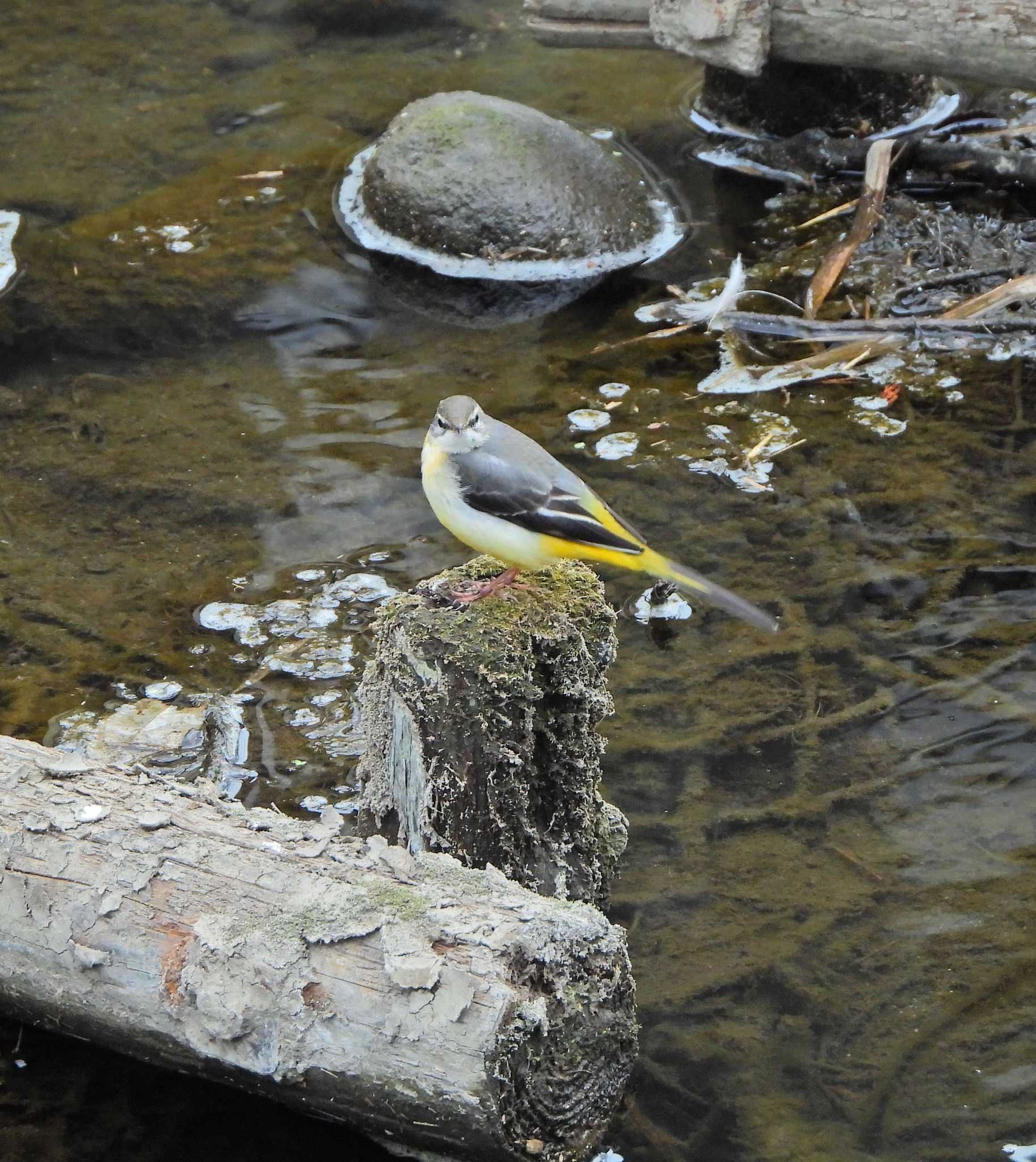 Grey Wagtail