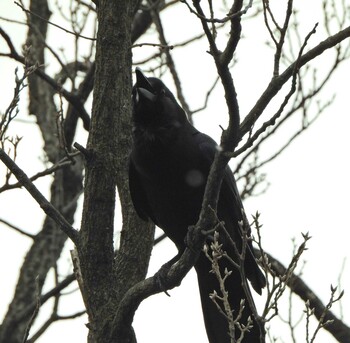 Large-billed Crow 下永谷市民の森 Sat, 2/5/2022