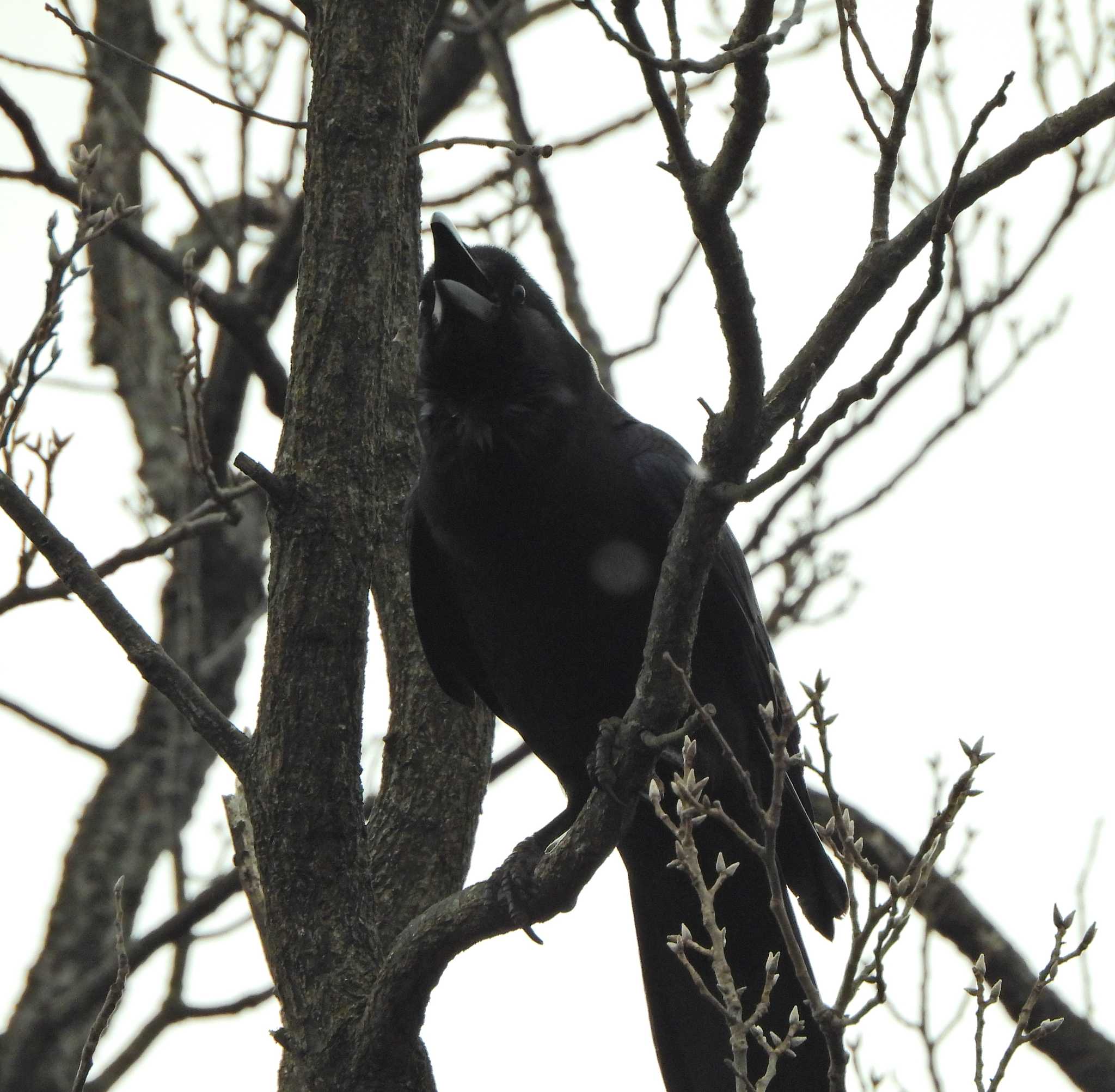 Photo of Large-billed Crow at 下永谷市民の森 by あるぱか