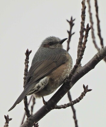 Brown-eared Bulbul 下永谷市民の森 Sat, 2/5/2022