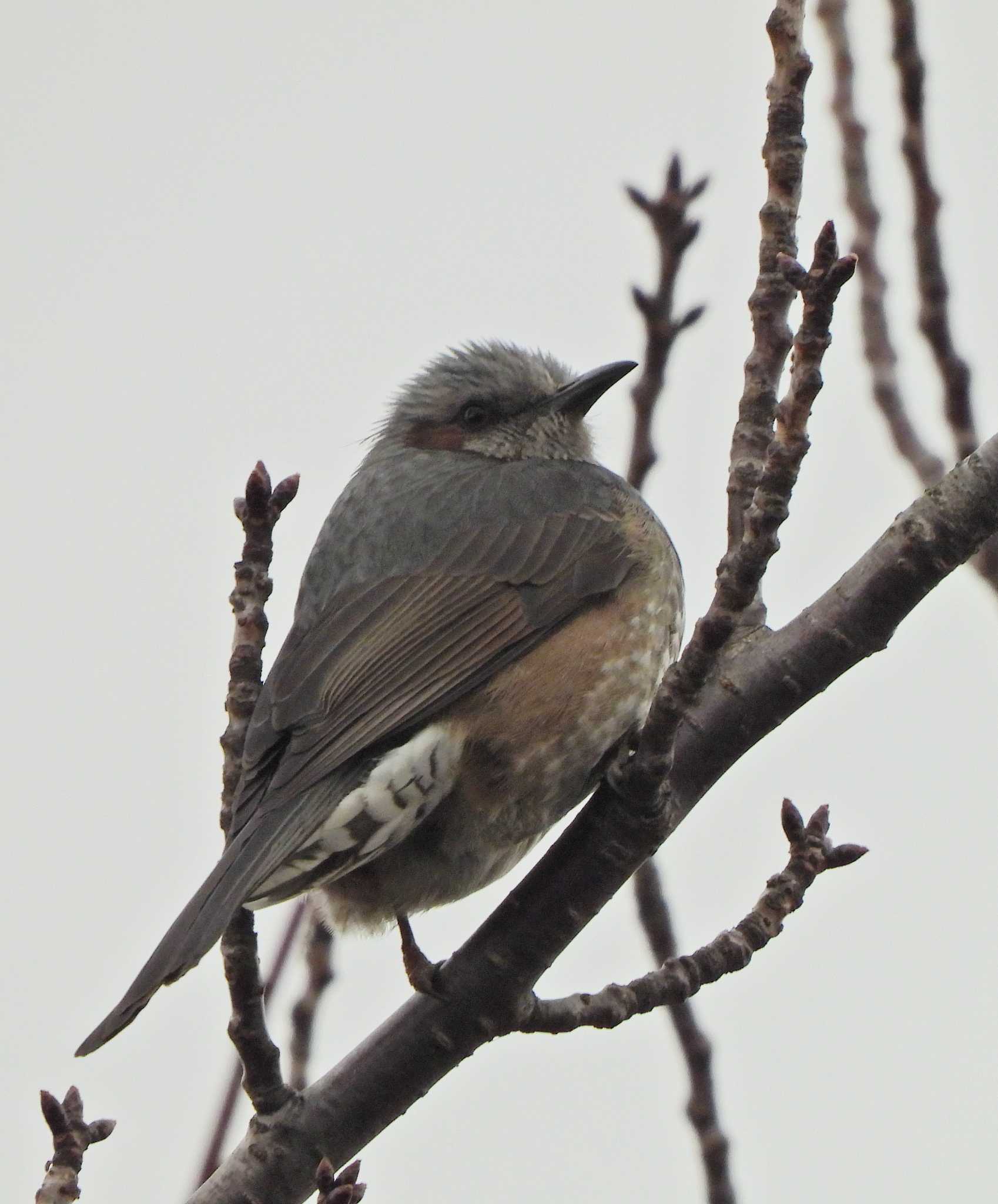 Brown-eared Bulbul