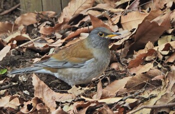 2022年2月5日(土) 下永谷市民の森の野鳥観察記録