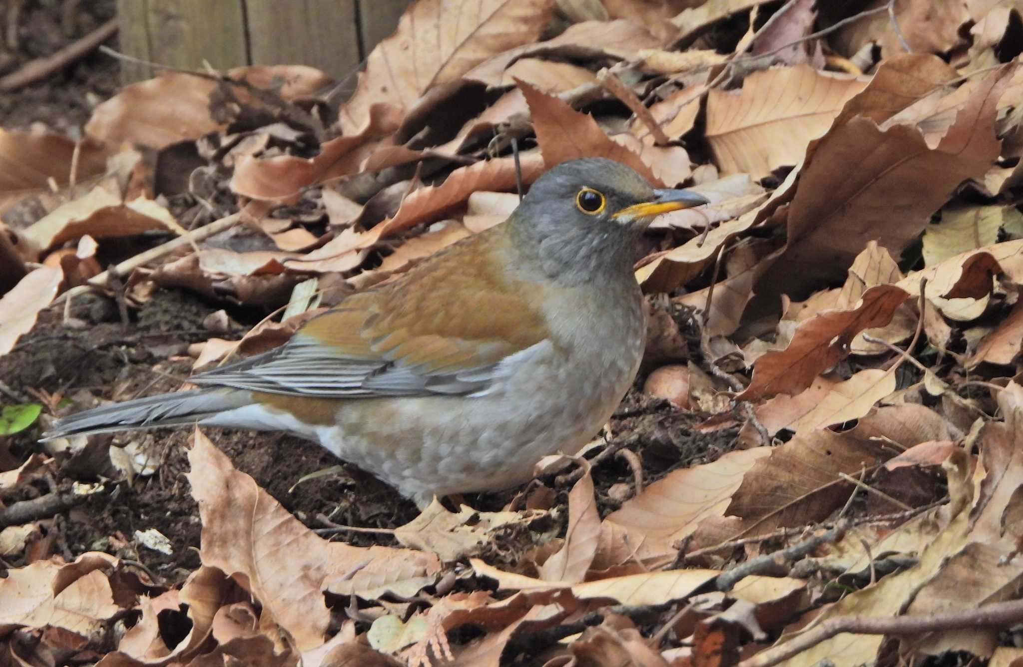 Pale Thrush