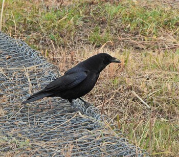 Sat, 2/5/2022 Birding report at 永谷川遊水地