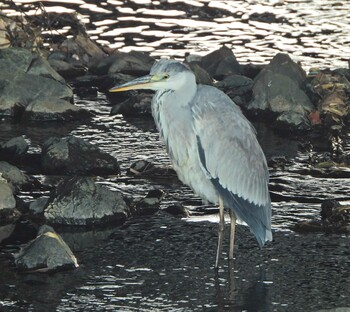 Grey Heron 永谷川遊水地 Sat, 2/5/2022