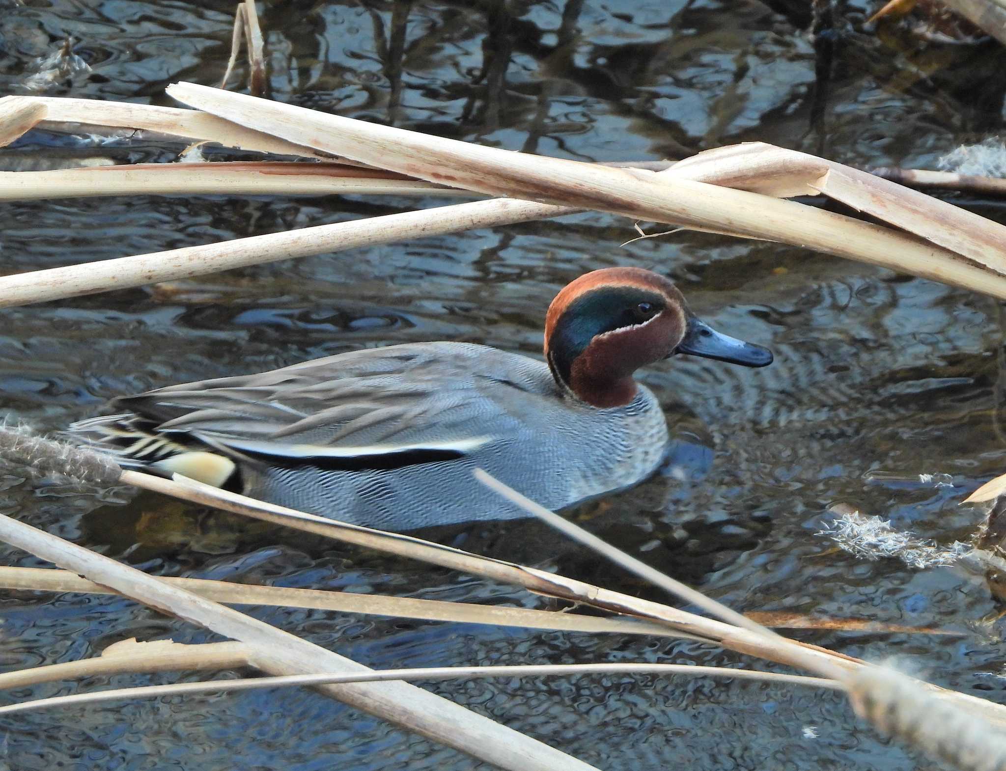 Photo of Eurasian Teal at 永谷川遊水地 by あるぱか