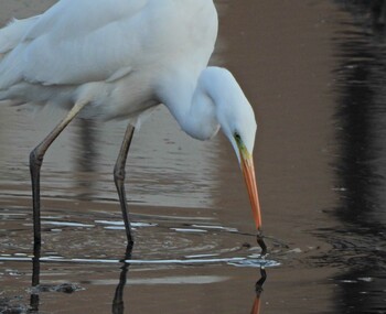 Great Egret 永谷川遊水地 Sat, 2/5/2022