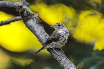 キビタキ 場所が不明 2017年8月24日(木)