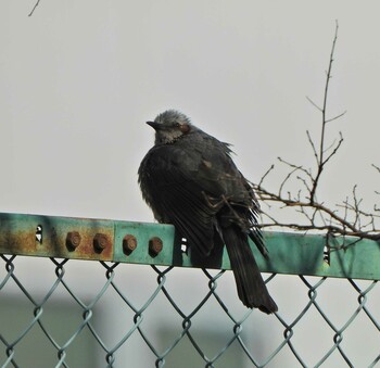 Brown-eared Bulbul 永谷川遊水地 Sun, 2/6/2022