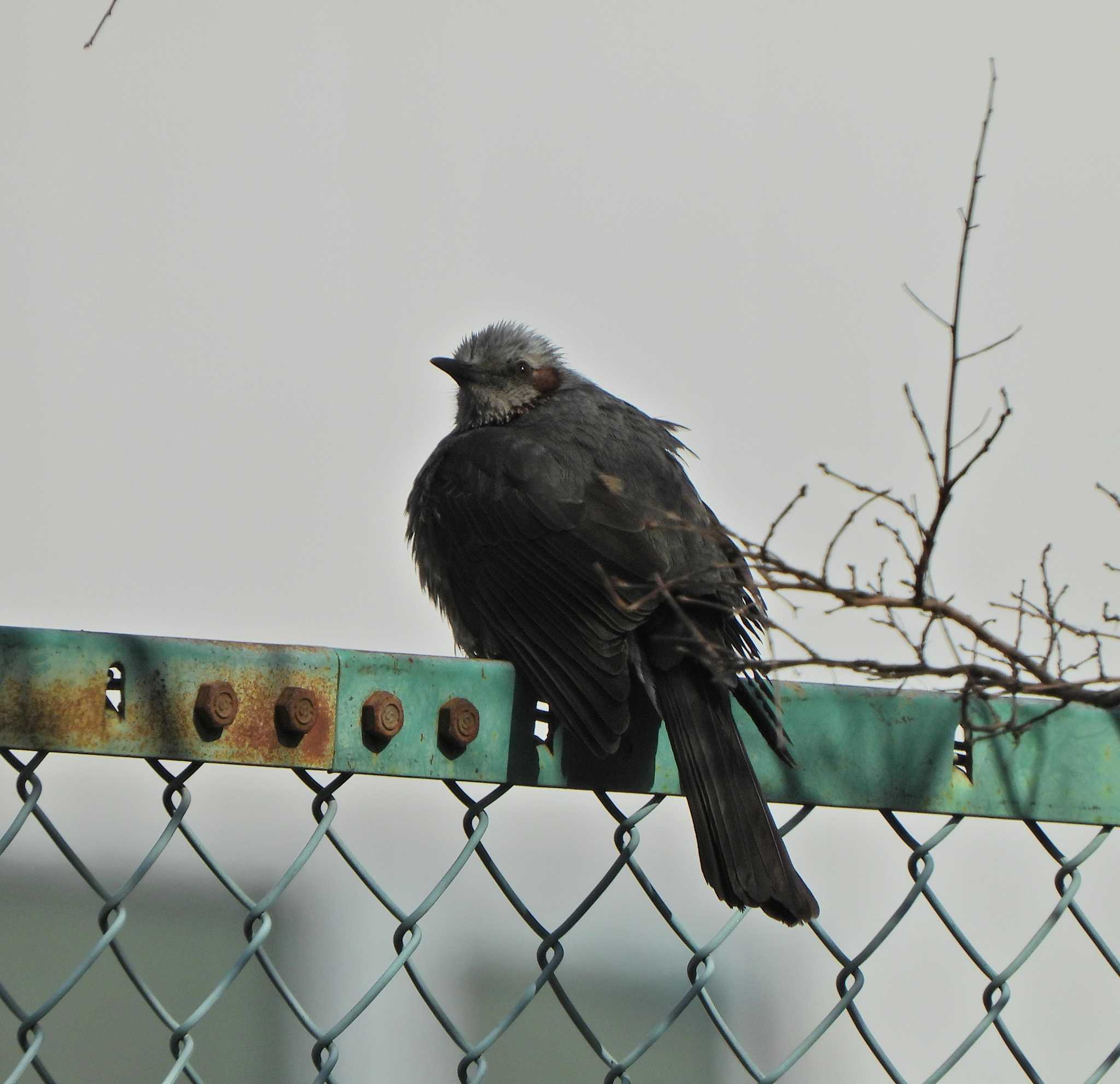 Brown-eared Bulbul